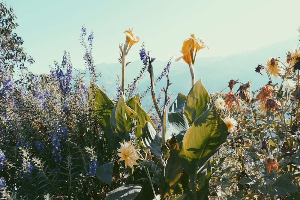 yellow flowers under blue sky during daytime