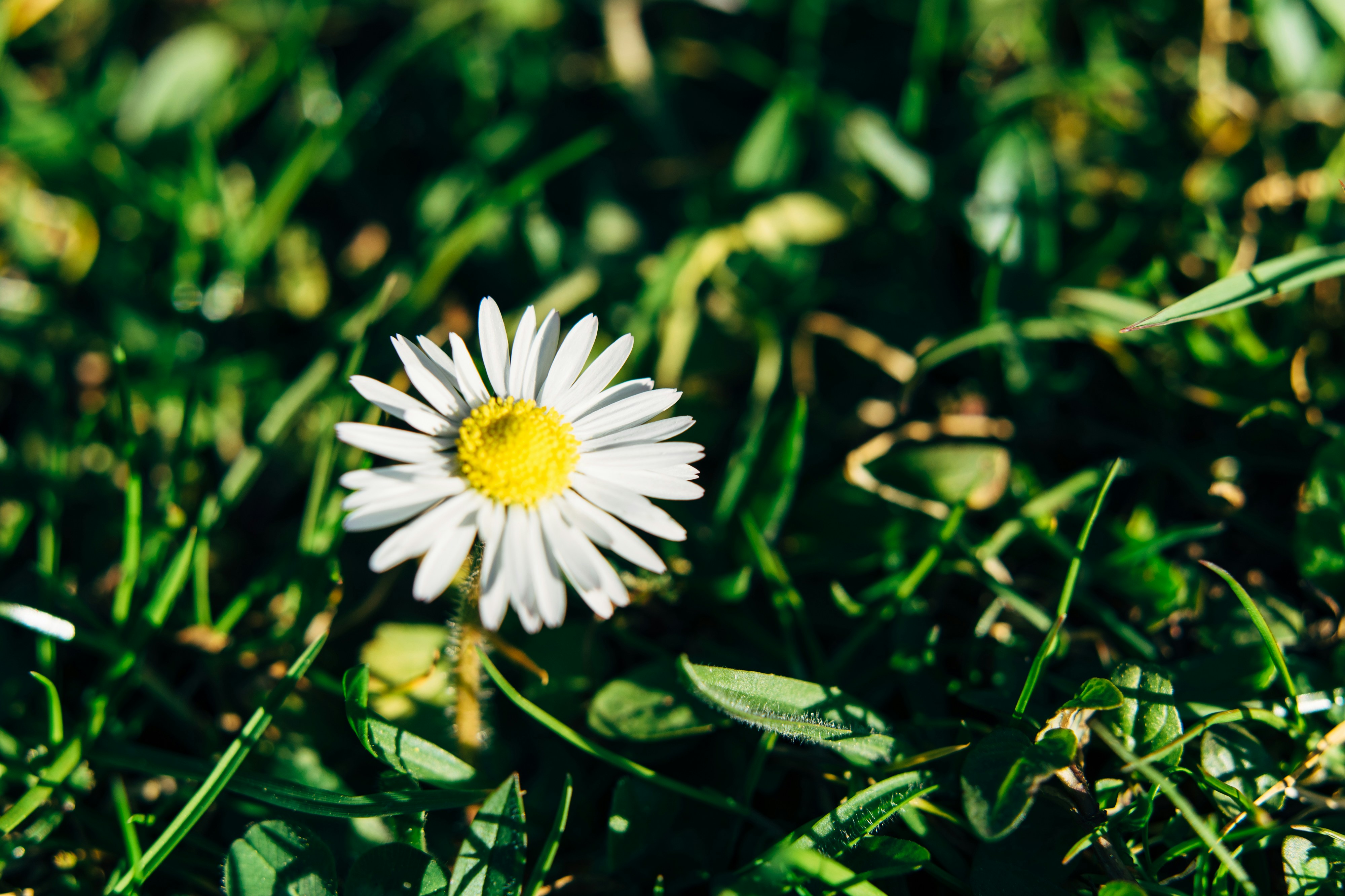 Photo by markuswinkler