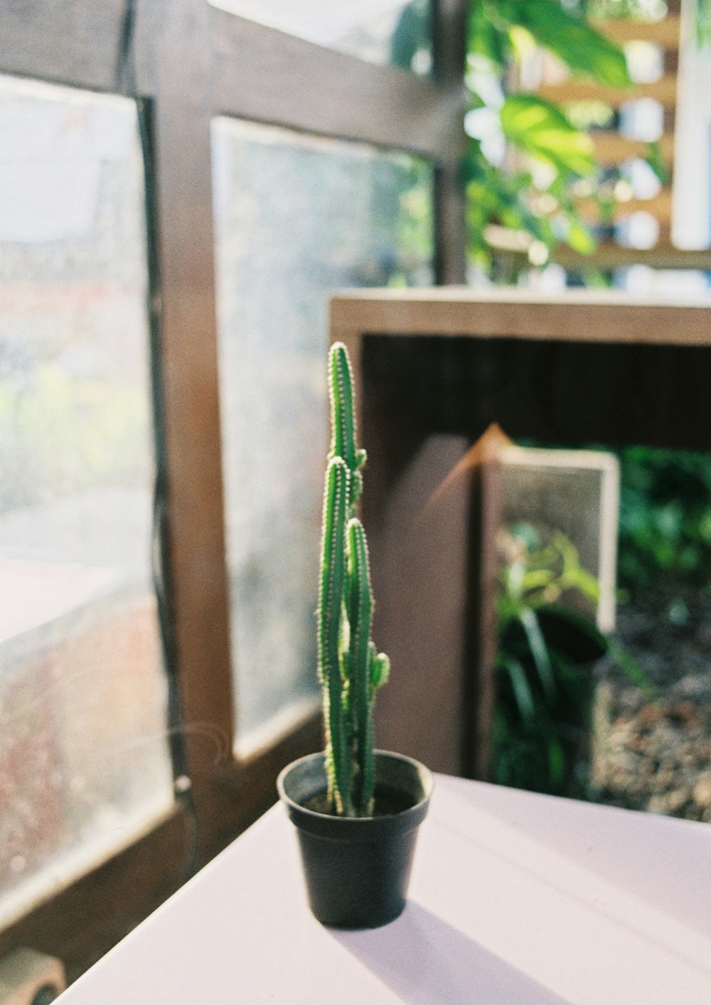 green cactus plant on white ceramic pot