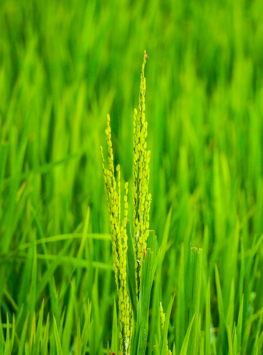 green wheat in close up photography