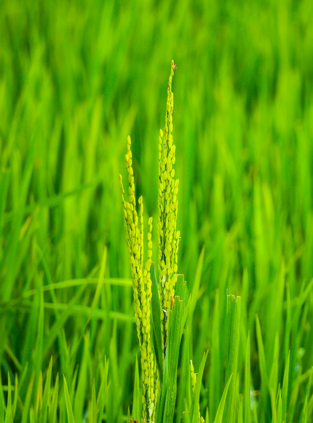 trigo verde na fotografia de perto