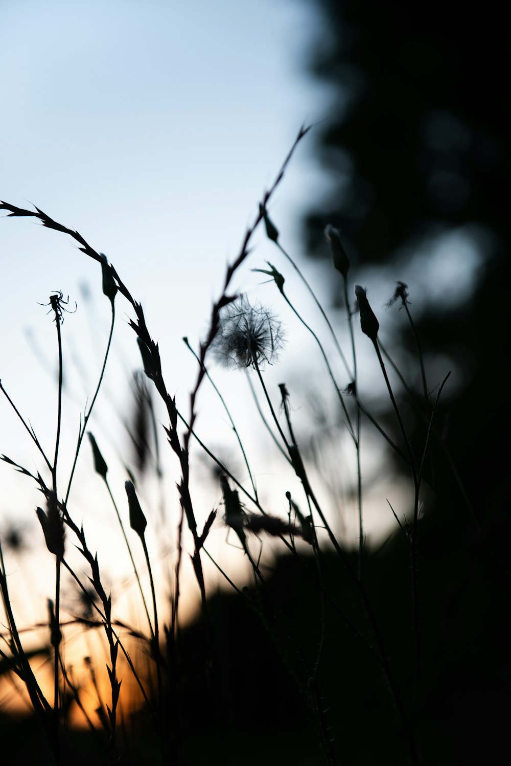 white dandelion in close up photography