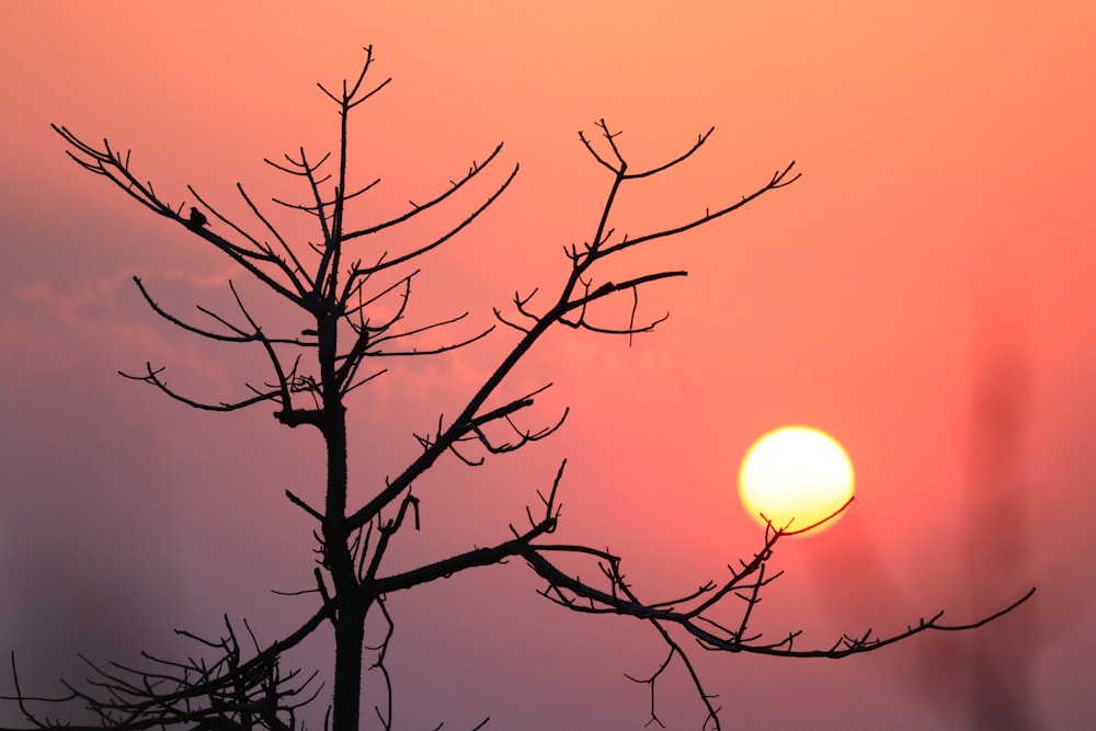 silhouette d’arbre nu au coucher du soleil