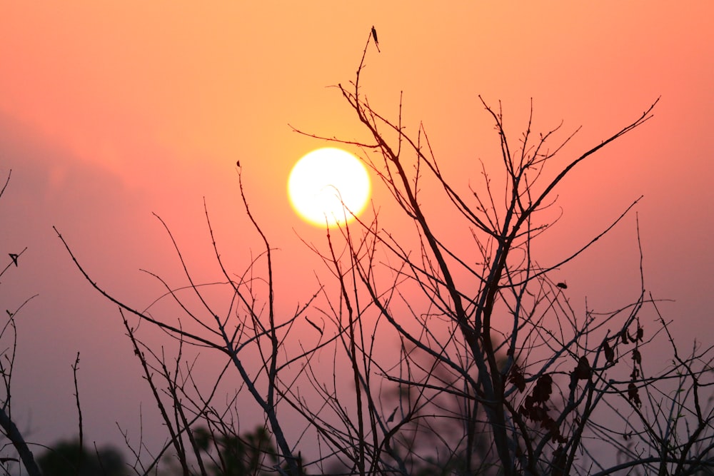 silhouette of bare tree during sunset