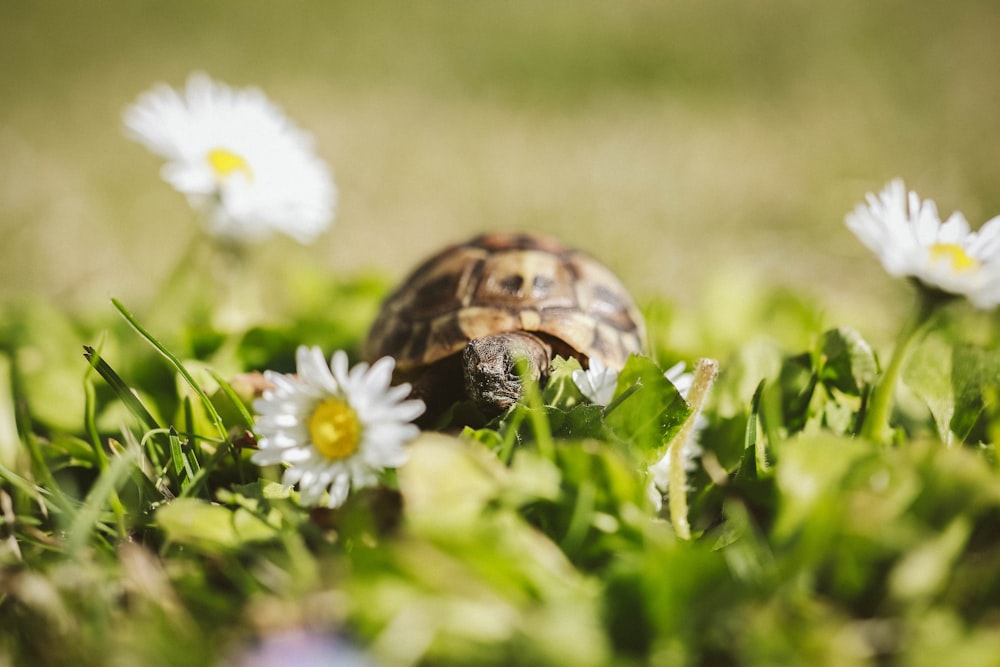 brown and black turtle on white flower