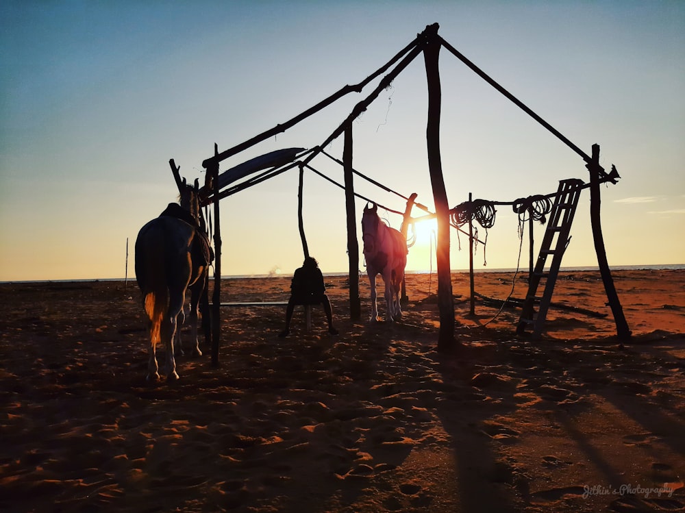 horses on brown sand during daytime