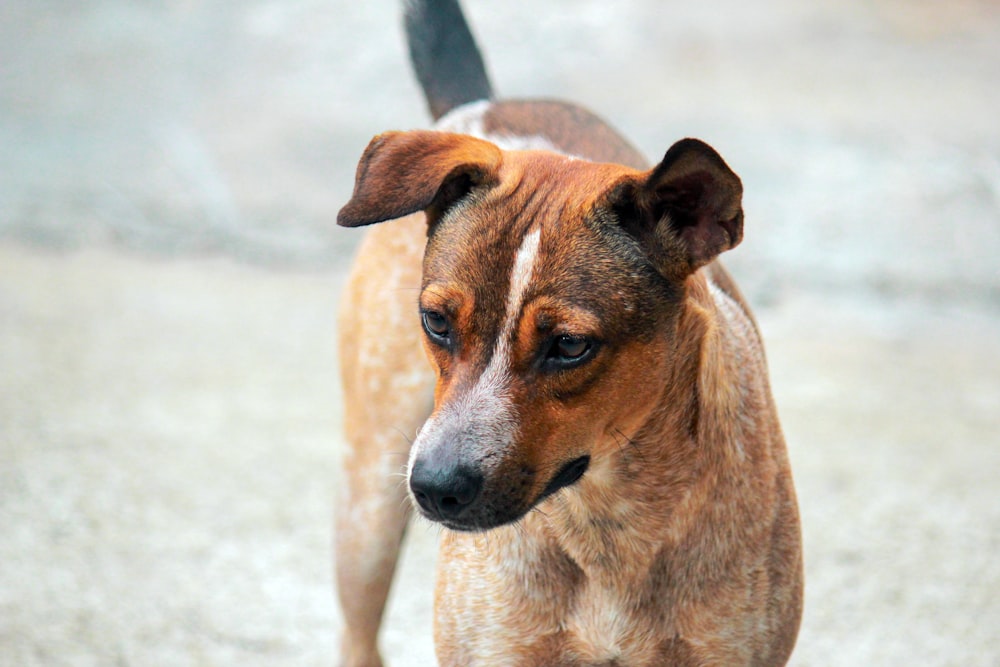 brown and white short coated dog on white sand during daytime