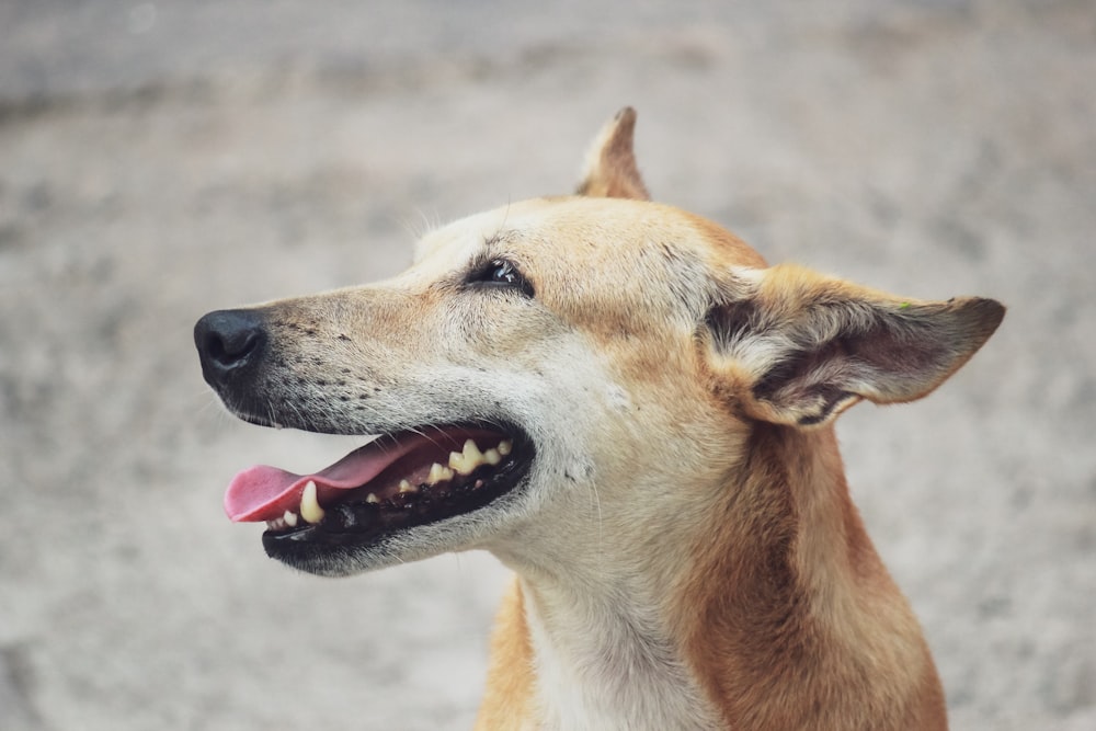 brown short coated dog with tongue out