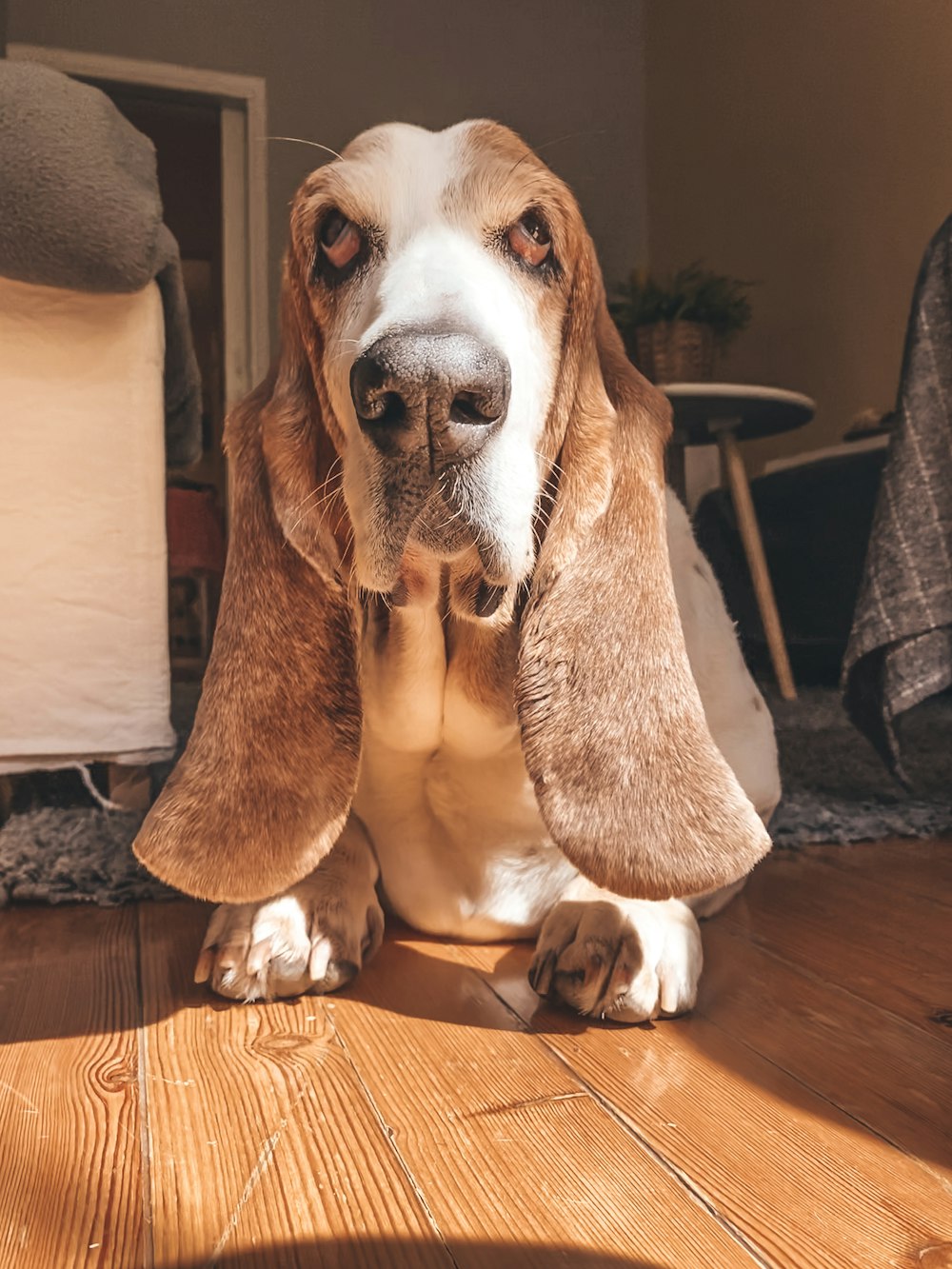 brown and white dog on brown sofa