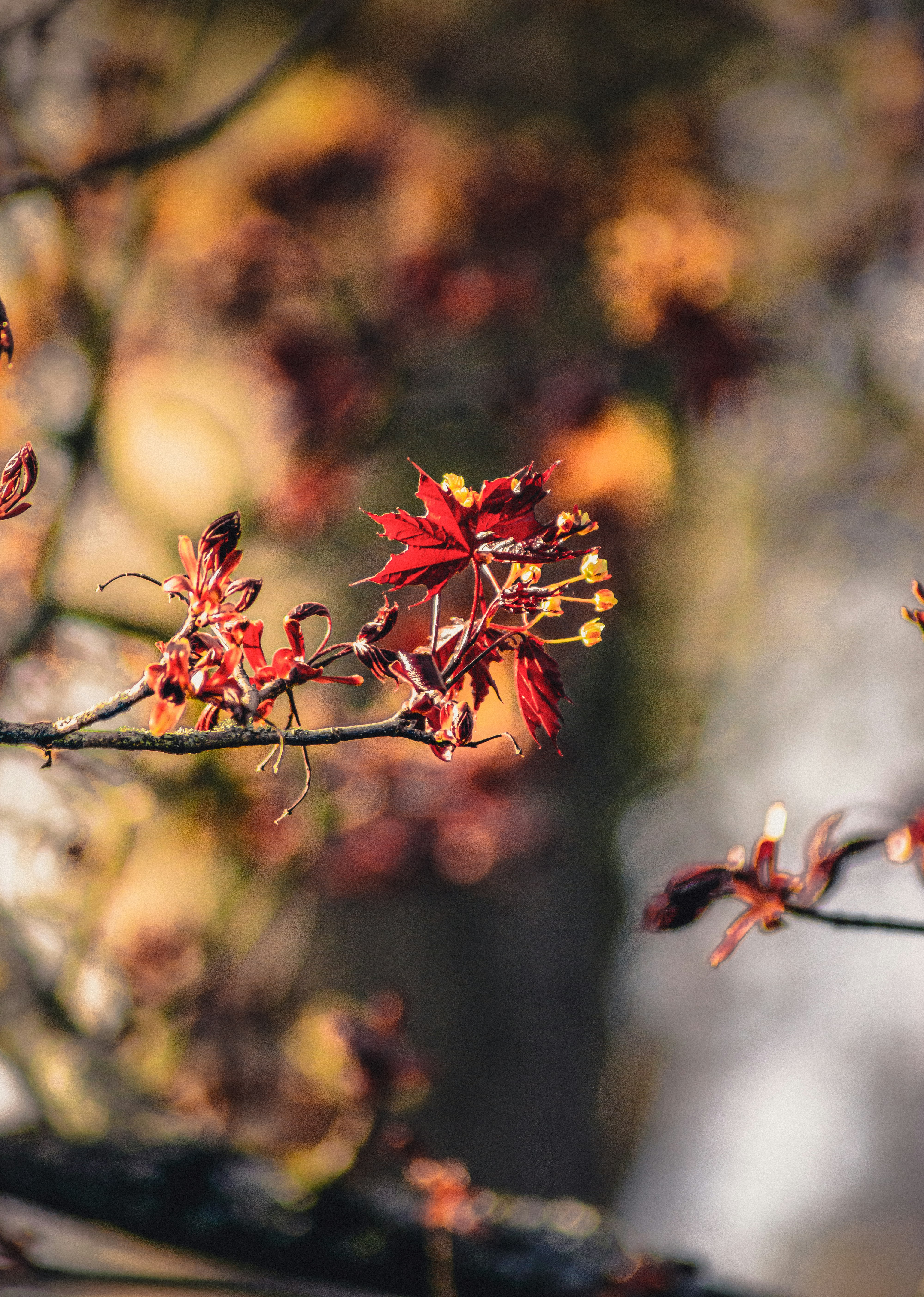 red and yellow leaves on brown tree branch