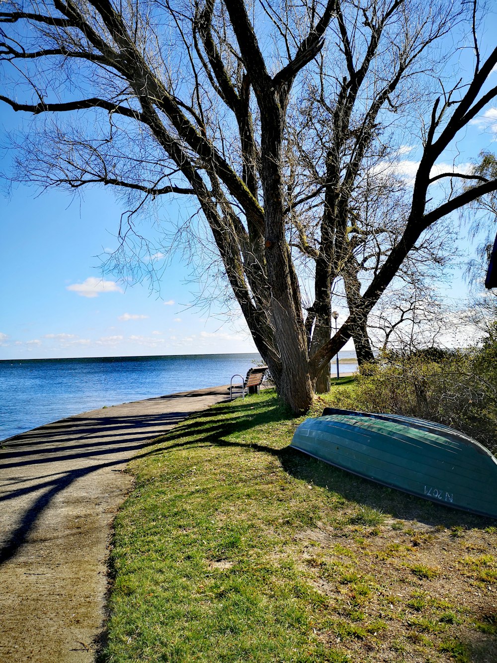 blue and white surfboard on green grass field near body of water during daytime