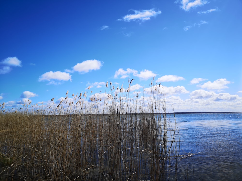 brown grass near body of water during daytime