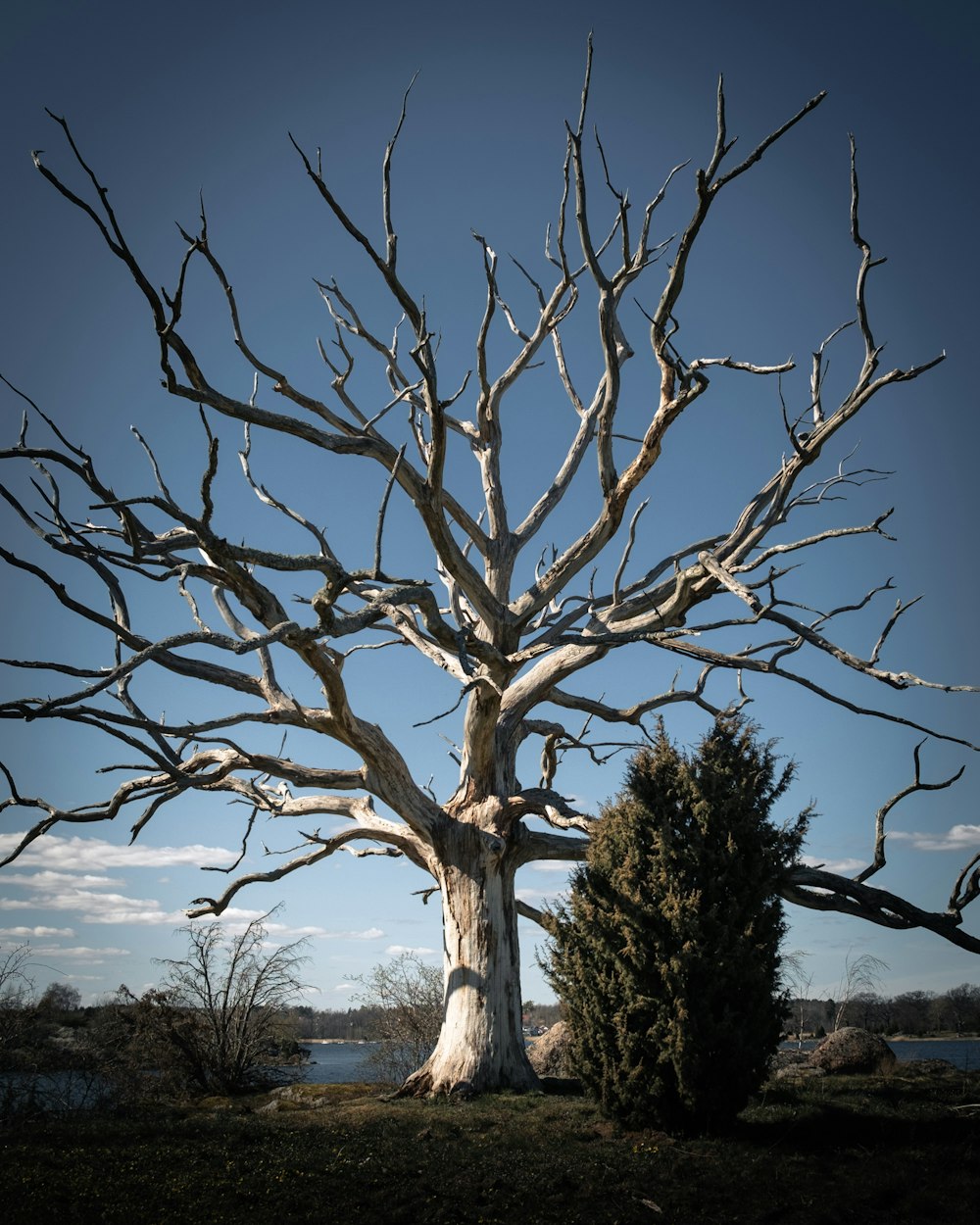 leafless tree on grass field during daytime