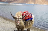 A decorated yak stands on the rocky shore of a tranquil lake with mountains in the background. The yak is adorned with an intricately patterned red and blue textile.