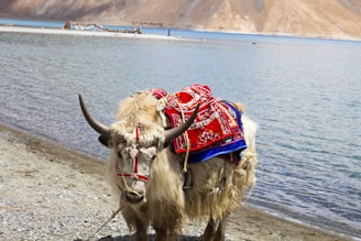 A decorated yak stands on the rocky shore of a tranquil lake with mountains in the background. The yak is adorned with an intricately patterned red and blue textile.