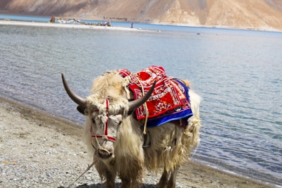 A decorated yak stands on the rocky shore of a tranquil lake with mountains in the background. The yak is adorned with an intricately patterned red and blue textile.