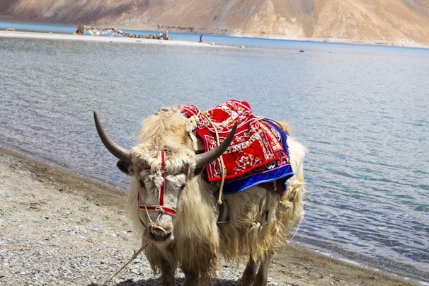 A decorated yak stands on the rocky shore of a tranquil lake with mountains in the background. The yak is adorned with an intricately patterned red and blue textile.