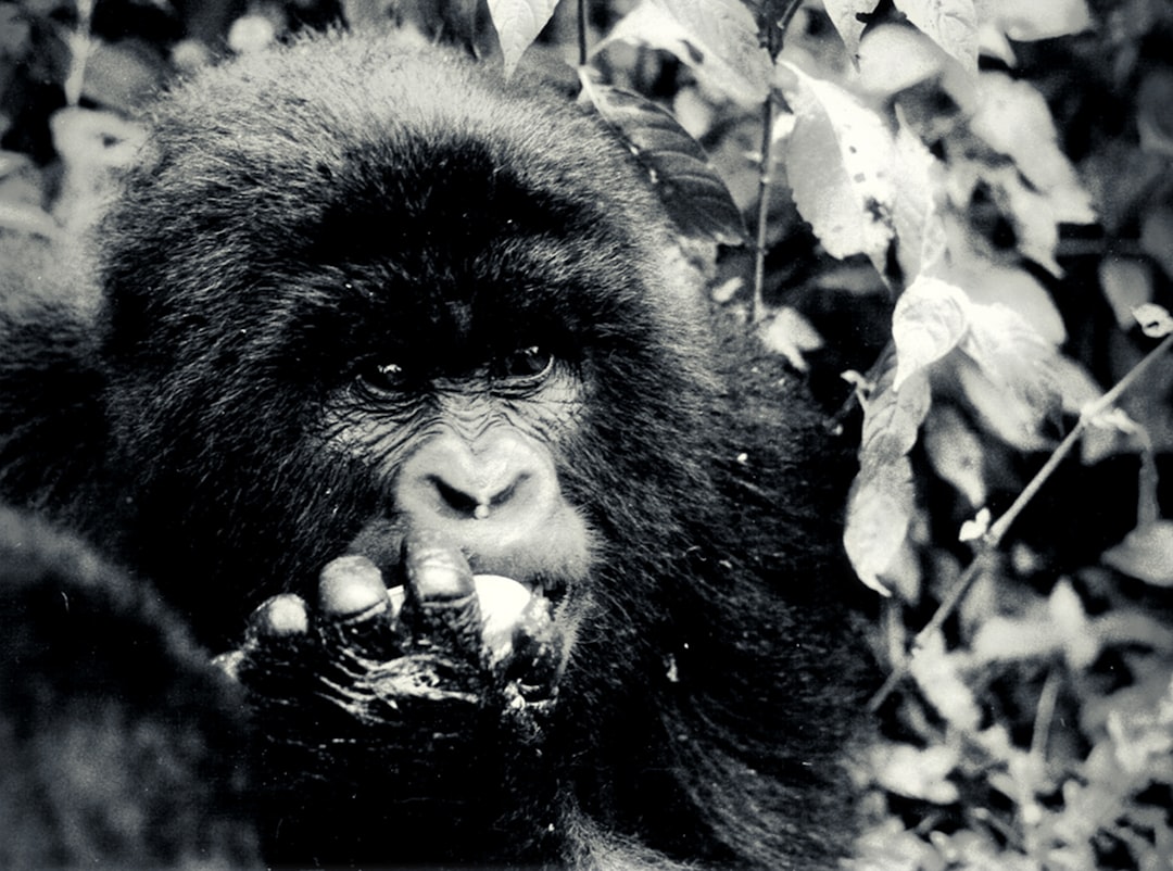 black gorilla in grayscale photography, A young mountain gorilla. Djomba (Congo) at the volcan Sabinyo. 1991 - Parc National des Virunga<p></figure>made by rouichi / switzerland