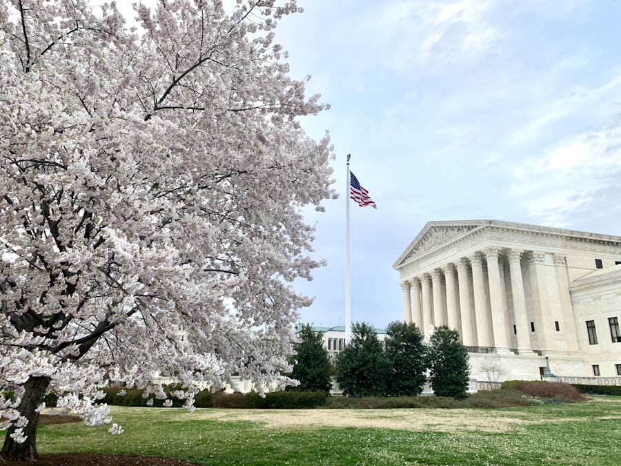 Cherry blossoms near the US Supreme Court building (Bill Mason via Unsplash)