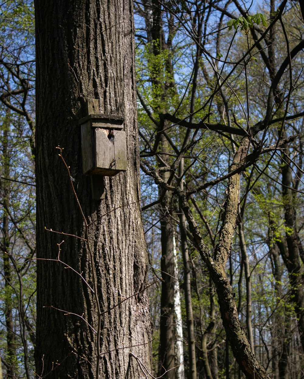 brown wooden birdhouse on brown tree trunk