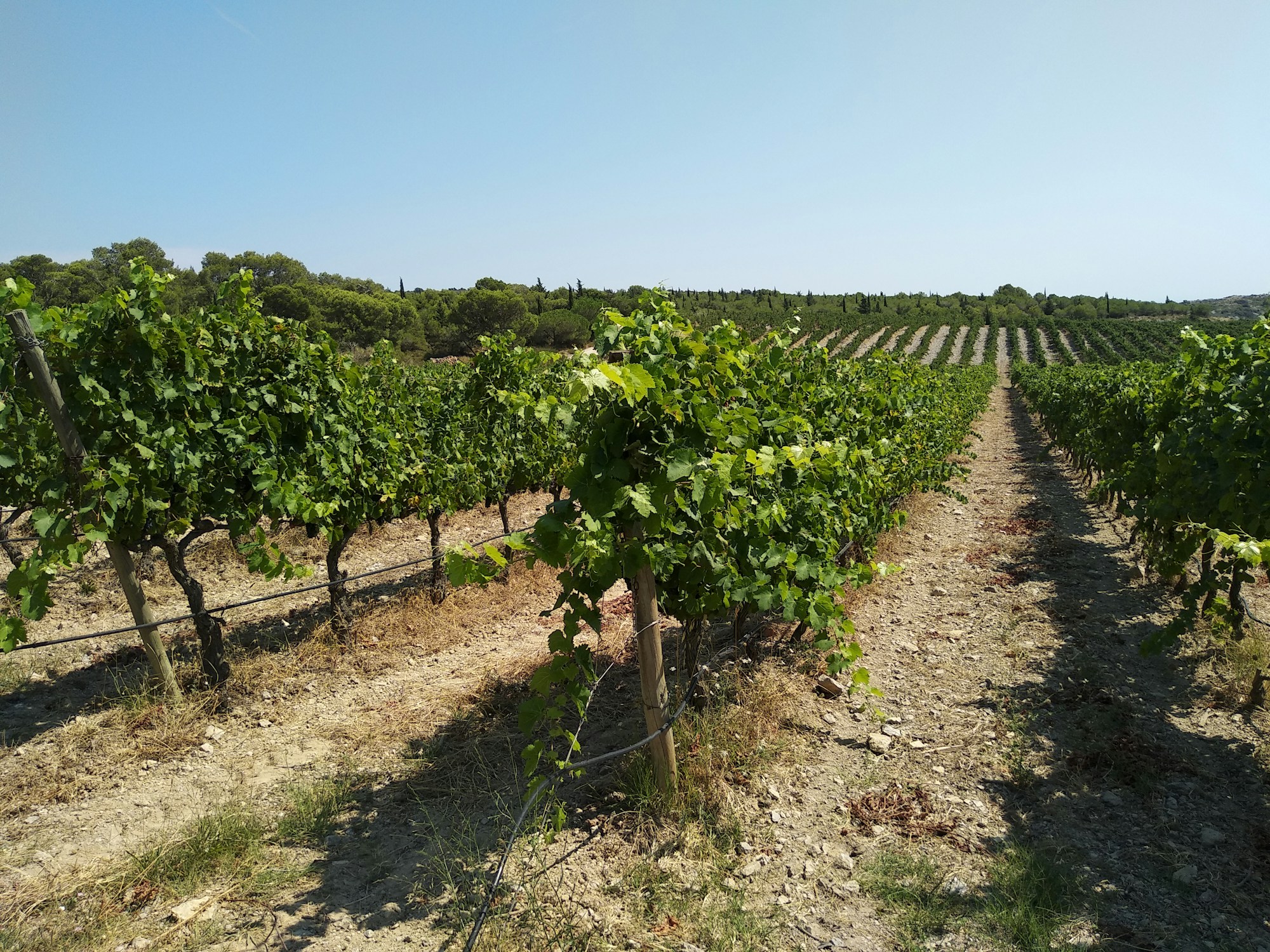Narbonne: A Cultural Travel Guide