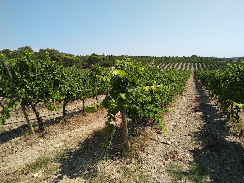 piante verdi su terreno marrone durante il giorno