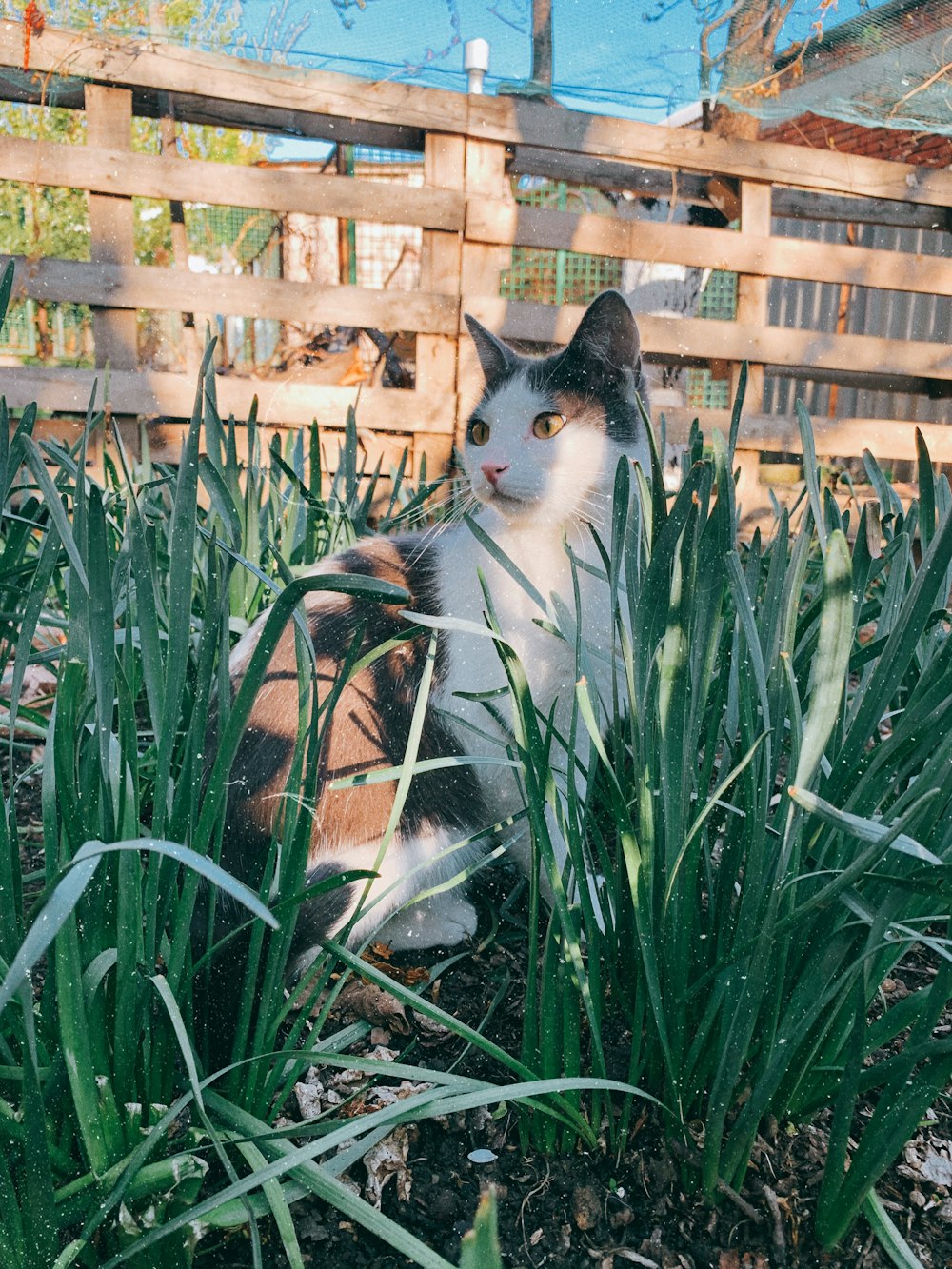 calico cat on green grass