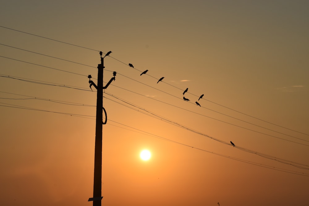 silhouette of birds on electric post during sunset