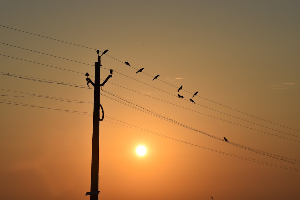 Silhouette von Vögeln auf elektrischem Pfosten bei Sonnenuntergang