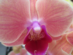 Close-up of a delicate orchid petal bathed in soft natural light, highlighting its intricate texture.