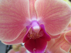 Close-up of a delicate cymbidium orchid blooming with soft pink petals