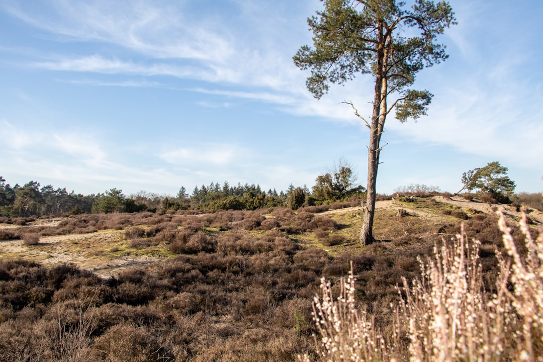 Nature reserve photo spot Soesterduinen Holland