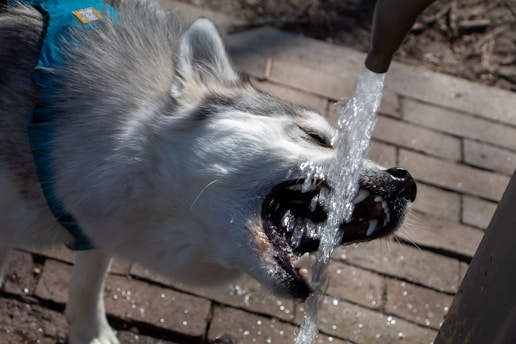 A husky wearing a blue harness drinks water flowing from a fountain in a park. The background consists of paving stones, and sunlight glistens on the water droplets.