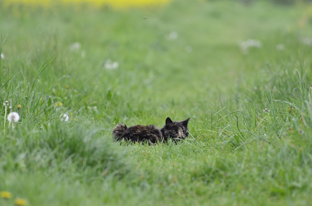 black cat lying on green grass during daytime