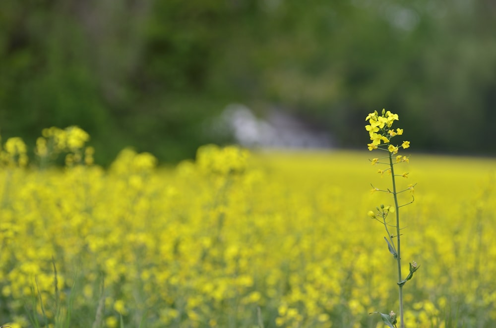 yellow flower field during daytime