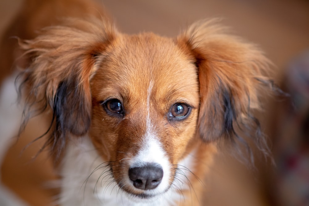 brown and white short coated puppy