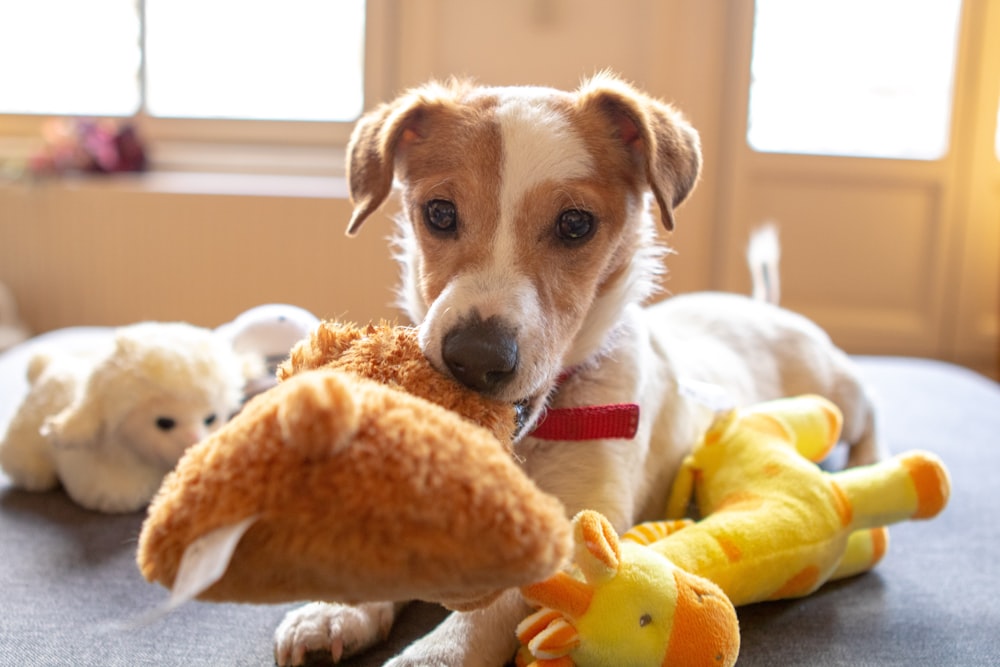 white and brown short coated dog on brown bear plush toy