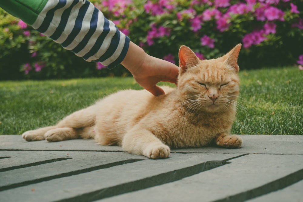 orange tabby cat on gray wooden table