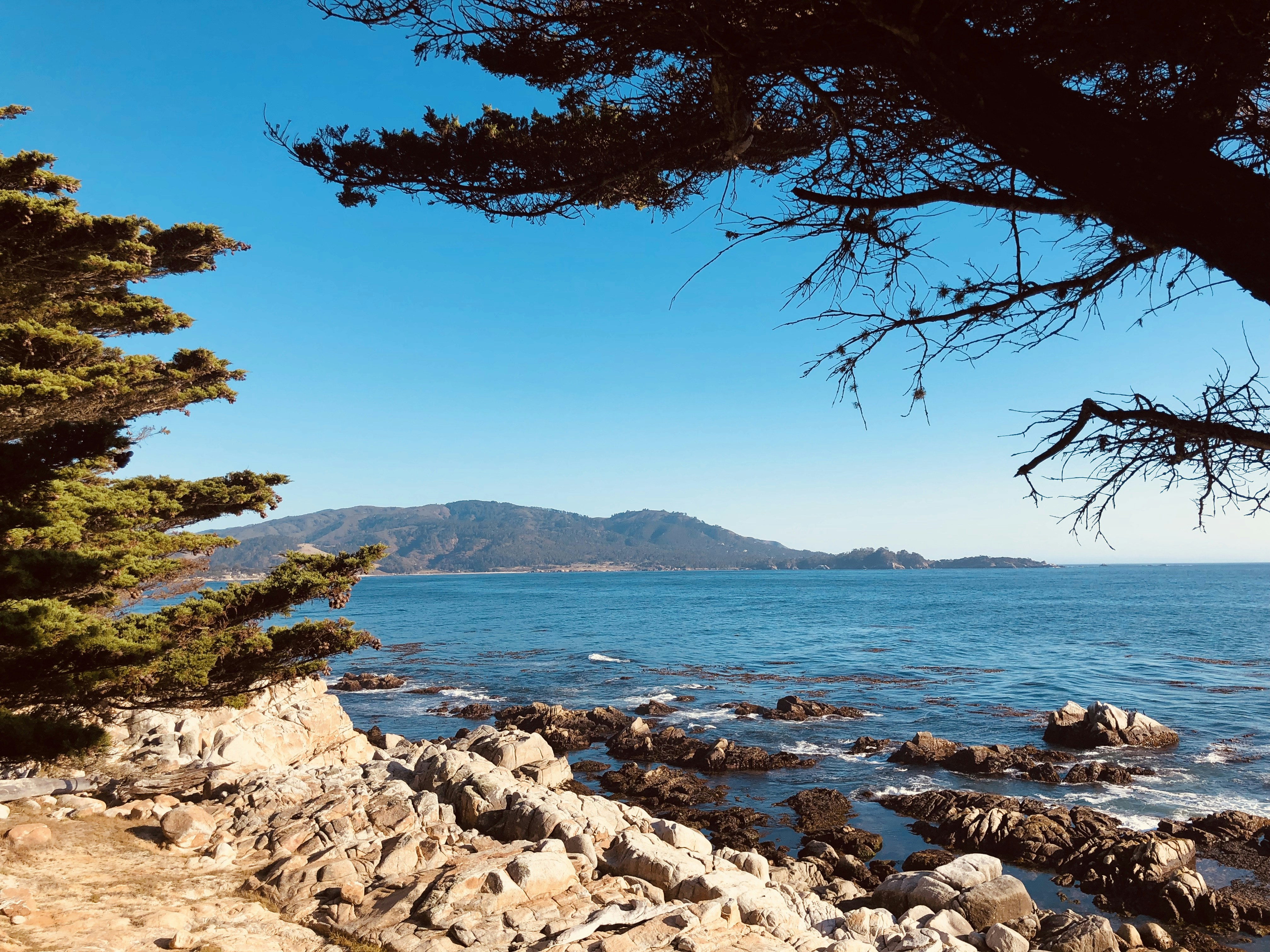 green trees near body of water during daytime