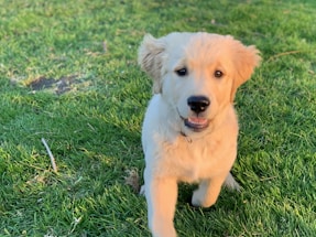 A golden retriever puppy is playfully standing on lush green grass. The puppy has a fluffy coat and is gazing with an open-mouthed expression that suggests playfulness and friendliness. The background is filled with verdant grass, and the sunlight highlights the puppy's fur.