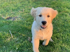 A golden retriever puppy is playfully standing on lush green grass. The puppy has a fluffy coat and is gazing with an open-mouthed expression that suggests playfulness and friendliness. The background is filled with verdant grass, and the sunlight highlights the puppy's fur.