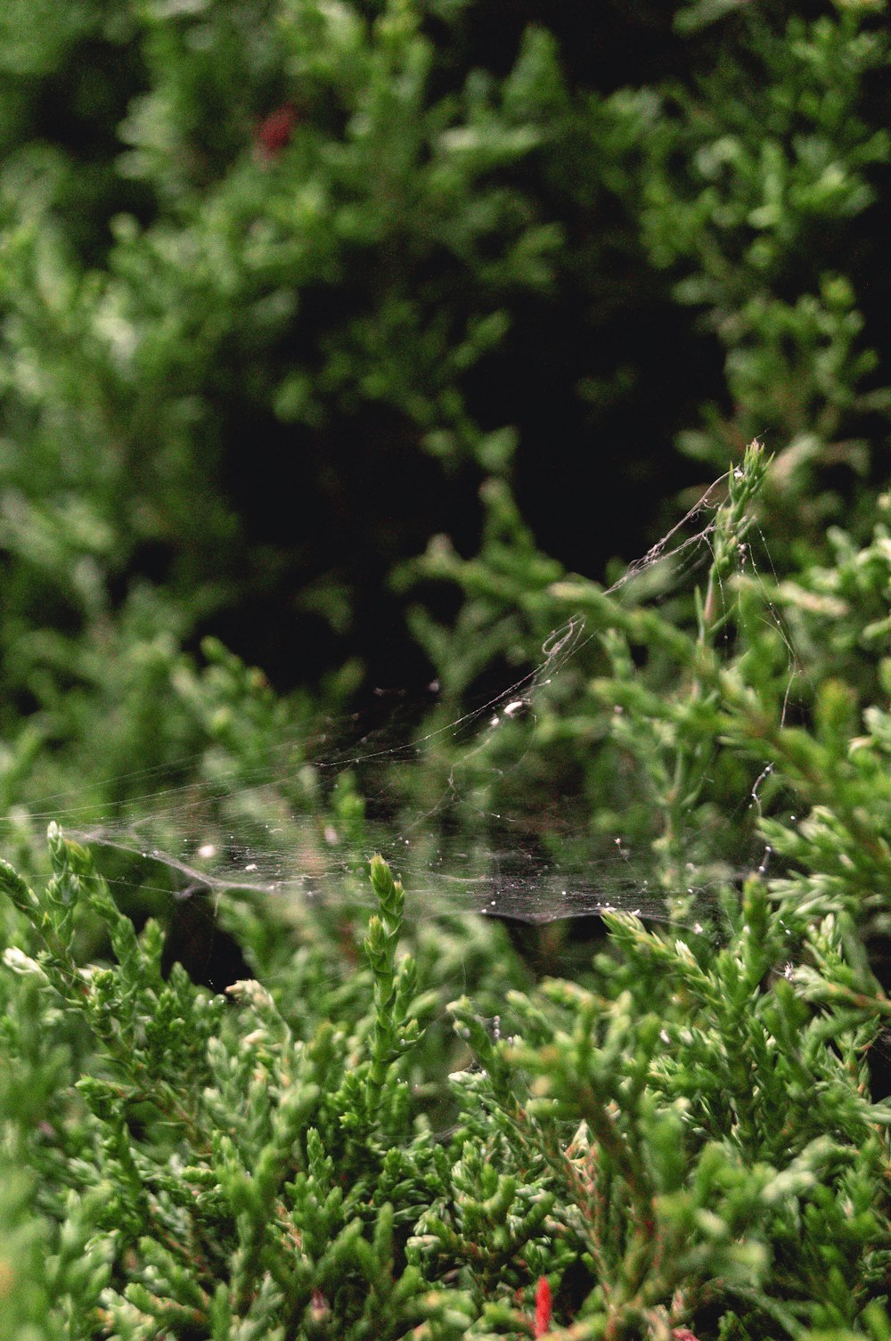 spider web on green plant during daytime