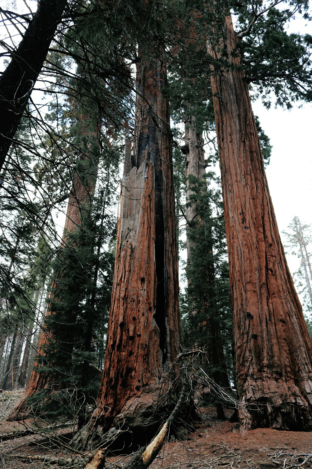 brown tree trunk during daytime