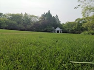 A lush green lawn extends across the foreground with vibrant grass. In the background, a small white structure partially obscured by dense trees and shrubs stands. The surrounding foliage is abundant and varied, creating a serene and natural setting.