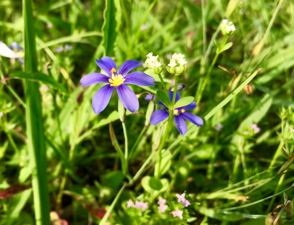 purple flower in tilt shift lens