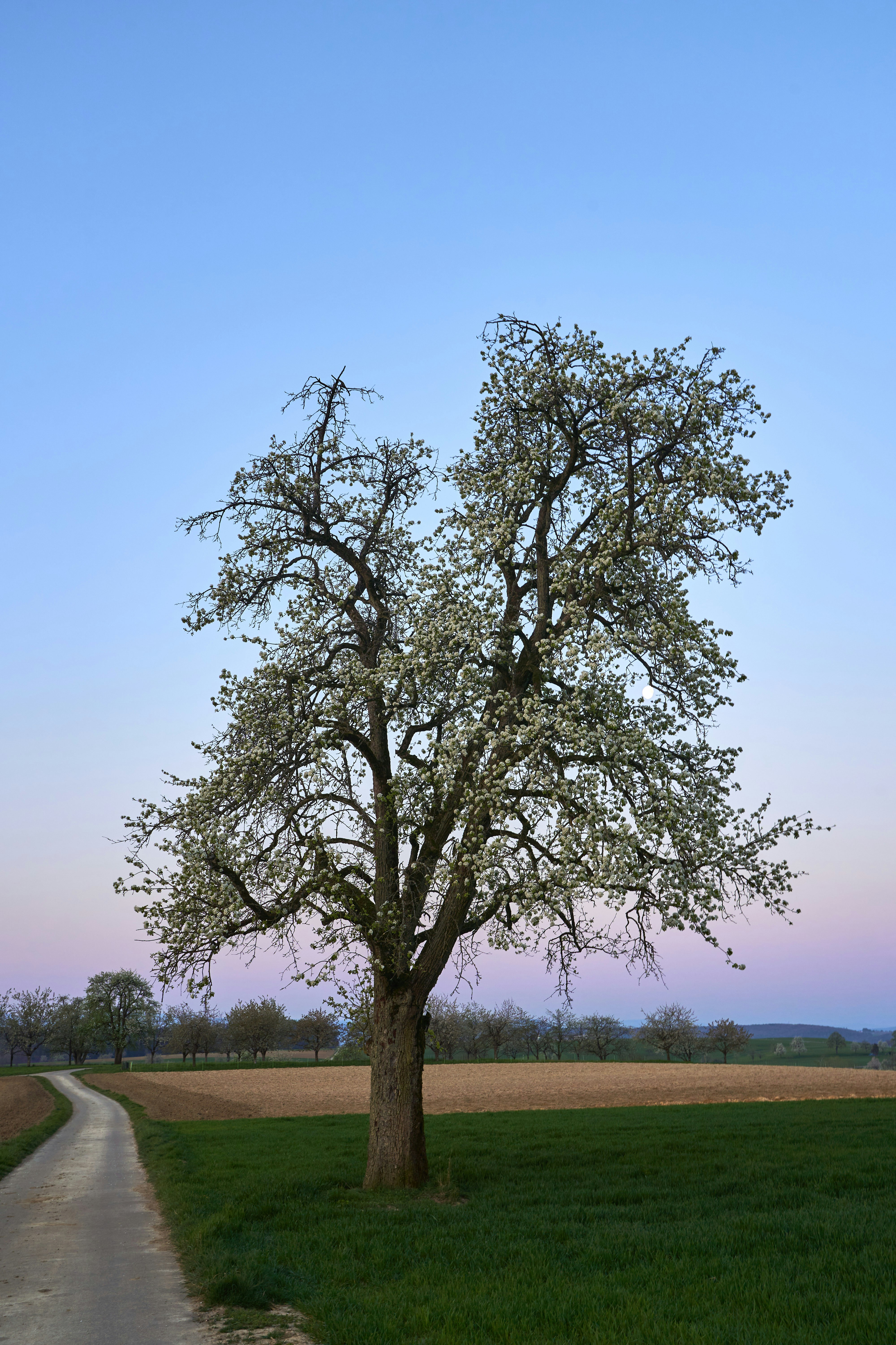 Photo by wolfgang_hasselmann