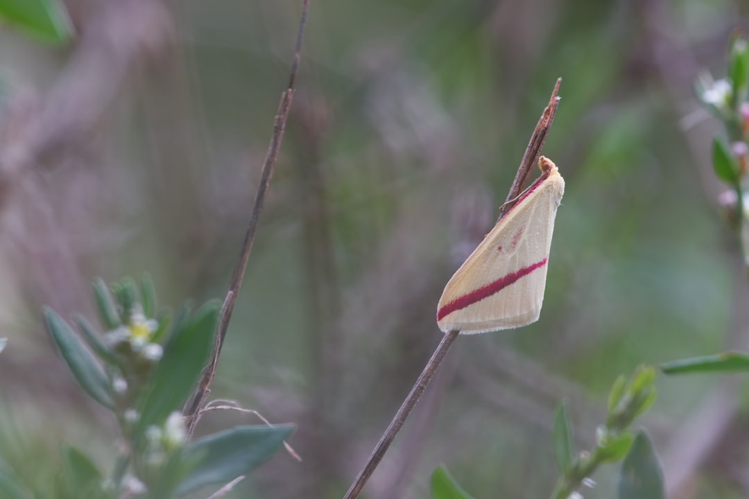 green and brown moth on brown stem