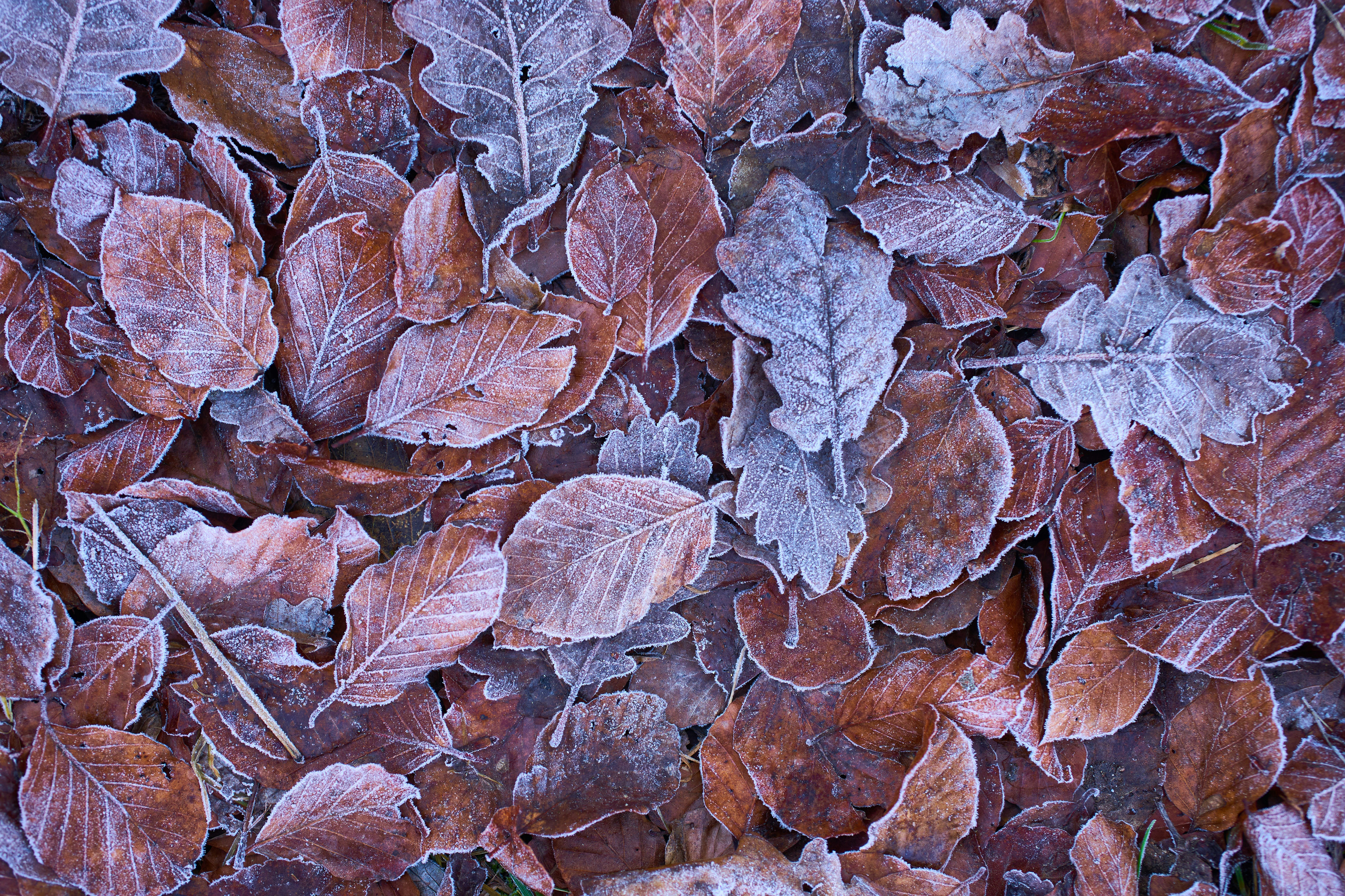 Photo by wolfgang_hasselmann