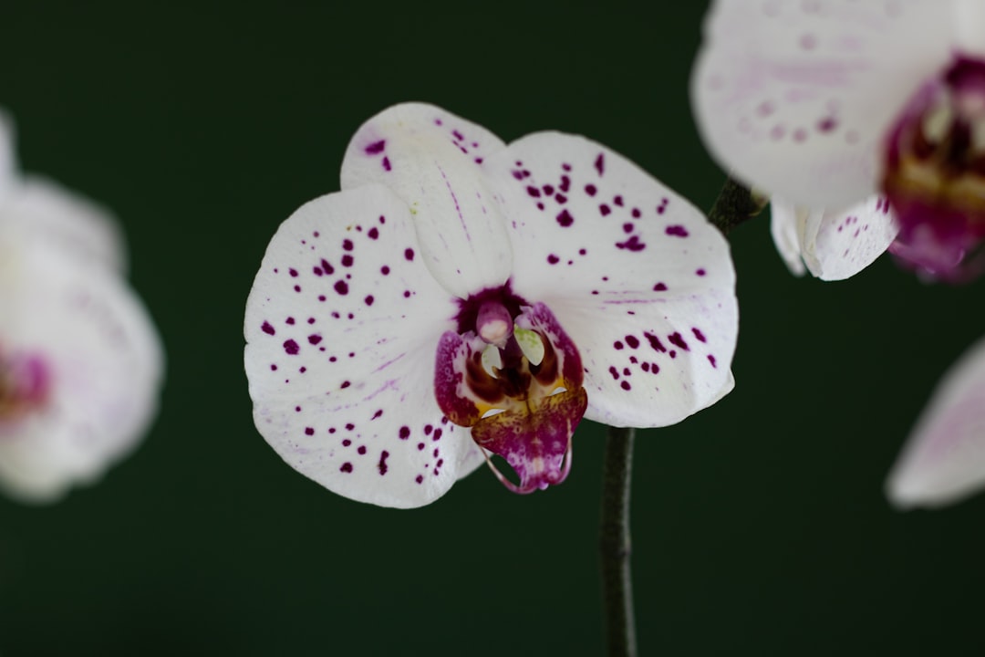 white and purple flower in close up photography