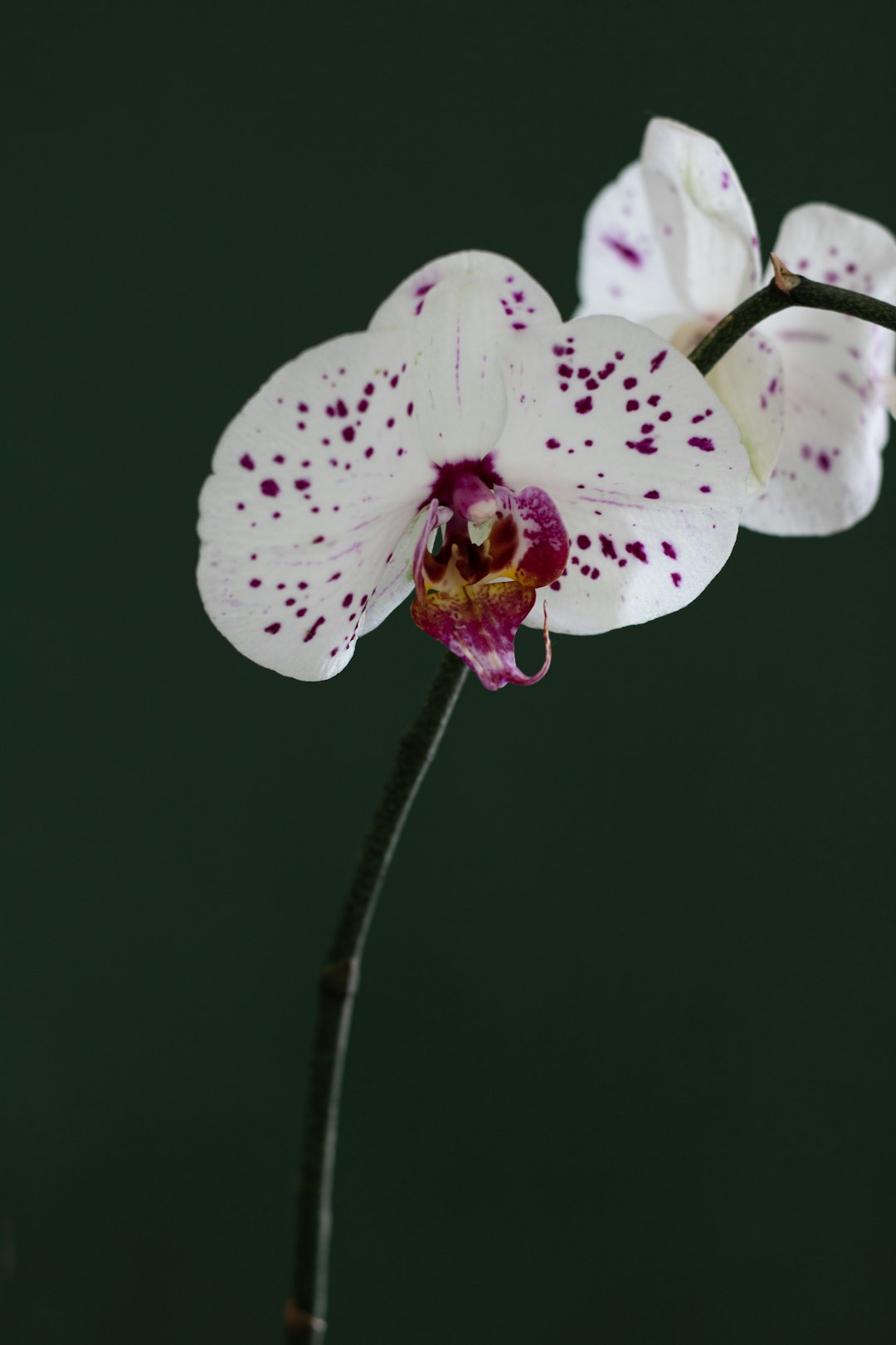 white and purple moth orchid in bloom